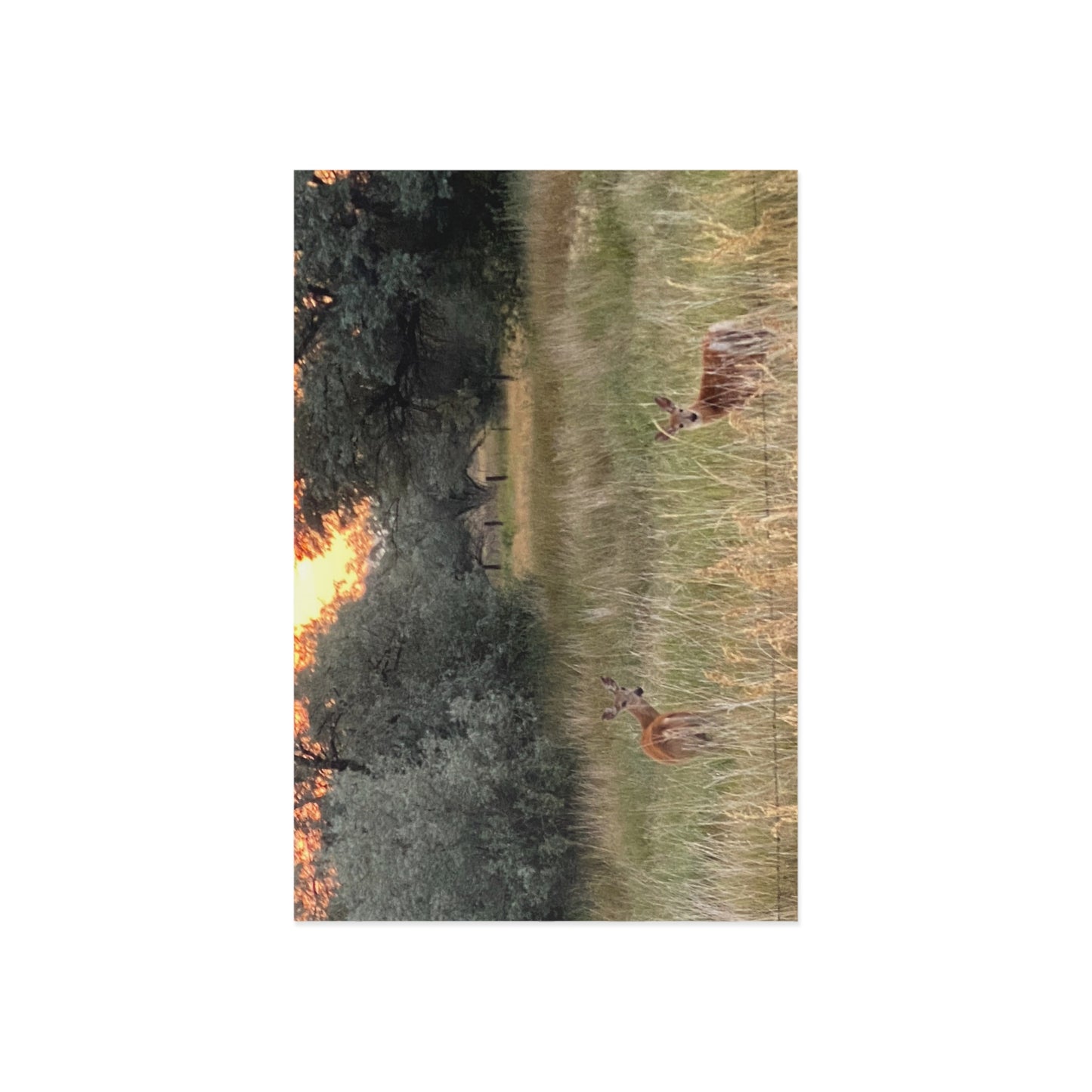 Fine Art Postcards