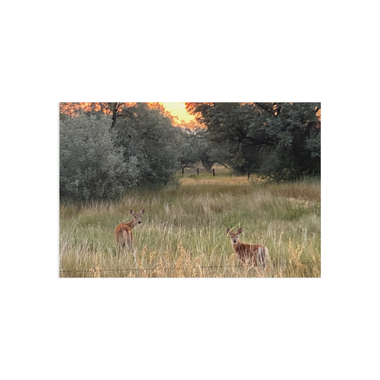 Fine Art Postcards