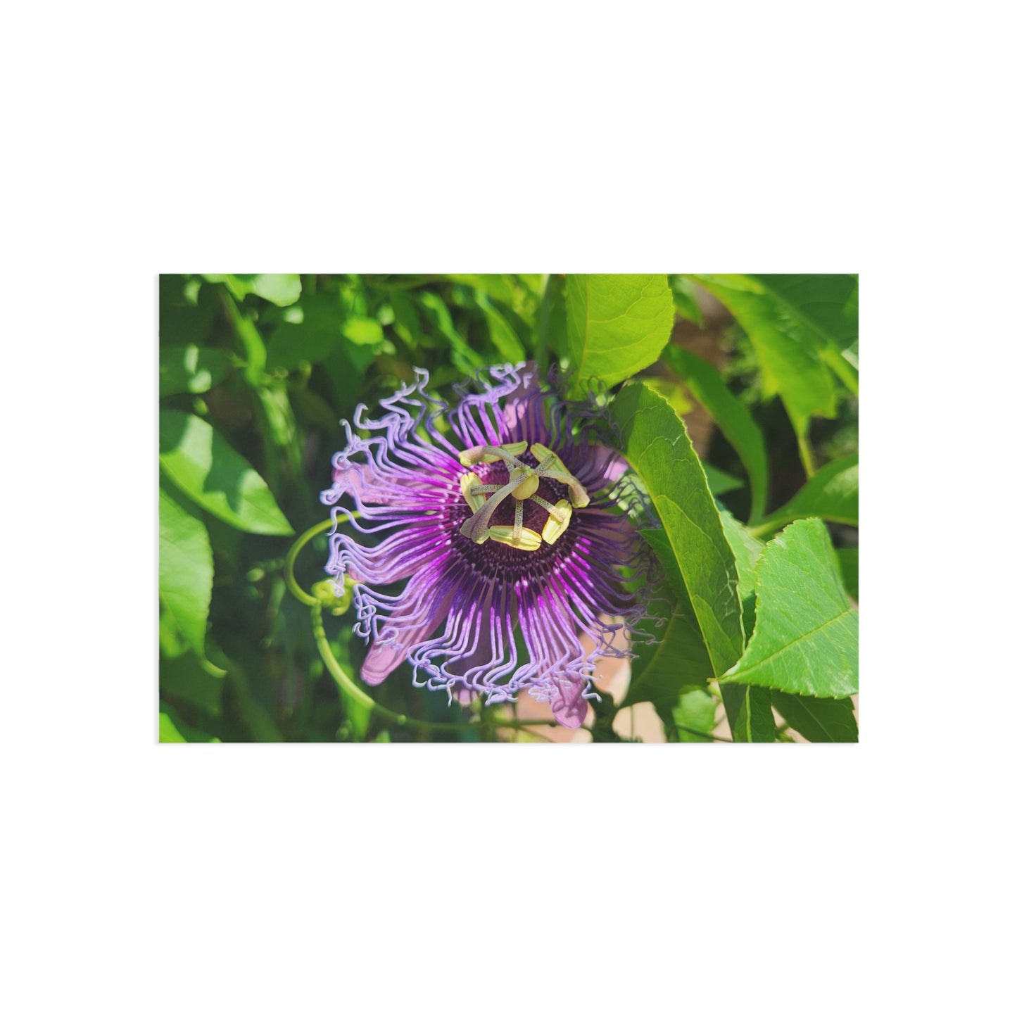 Fine Art Postcards