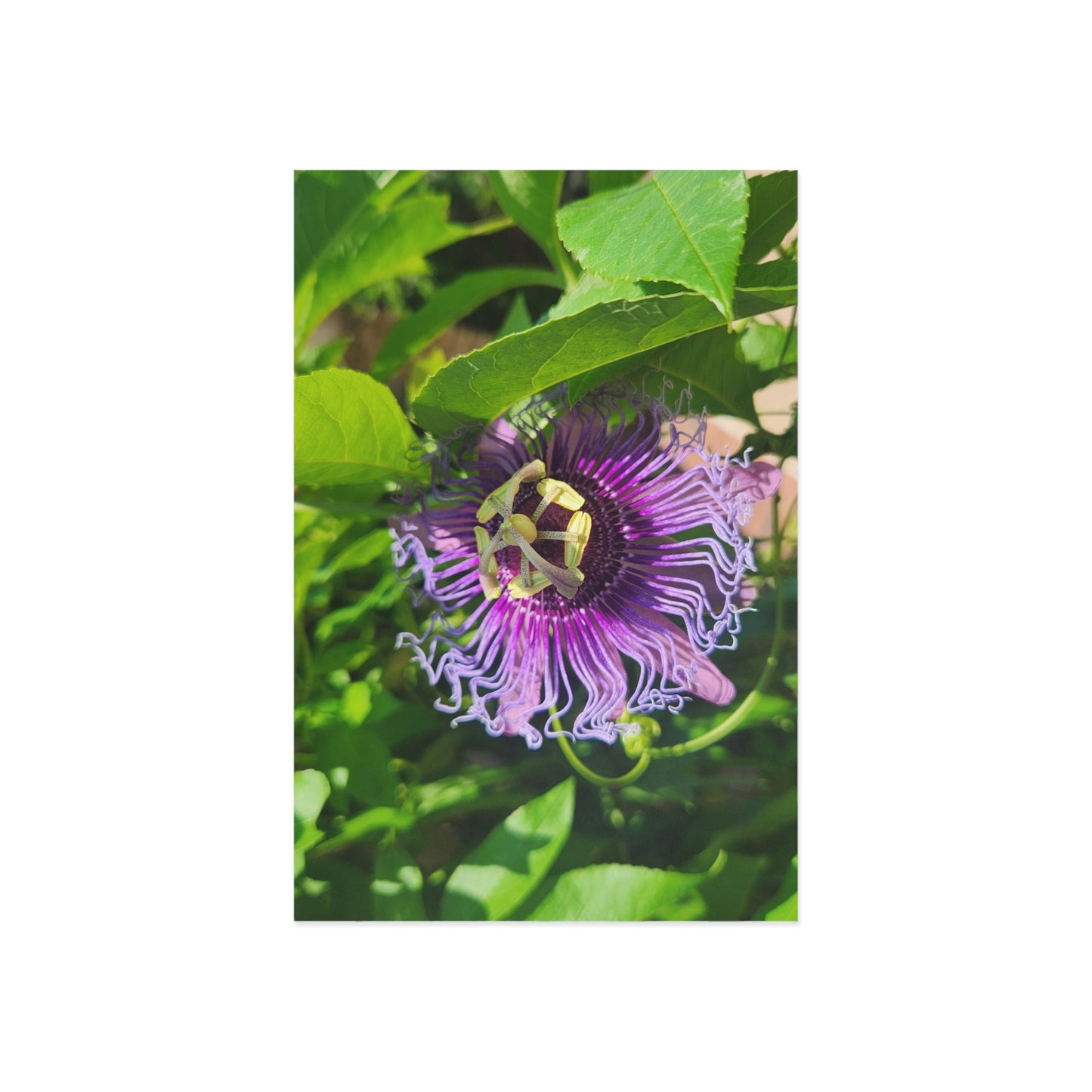 Fine Art Postcards