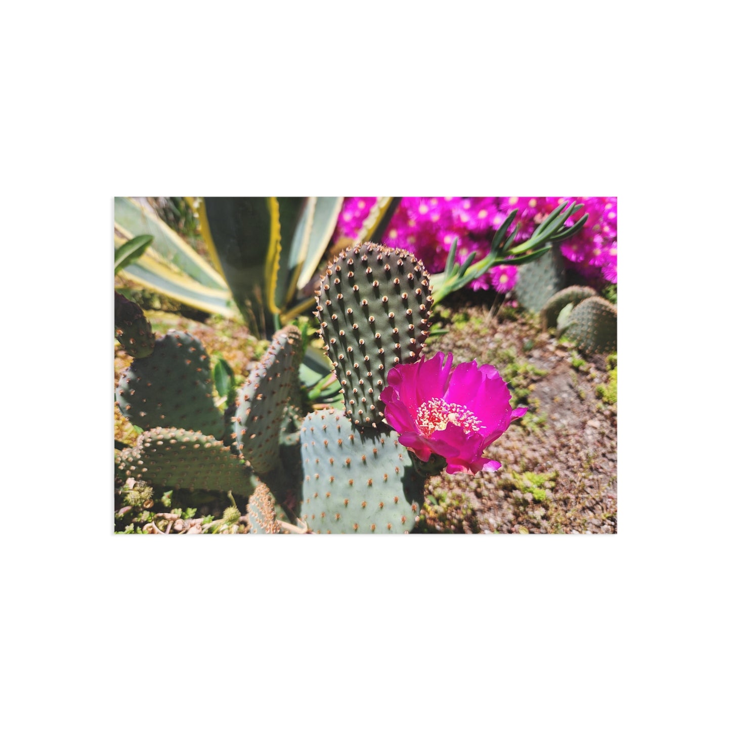 Fine Art Postcards
