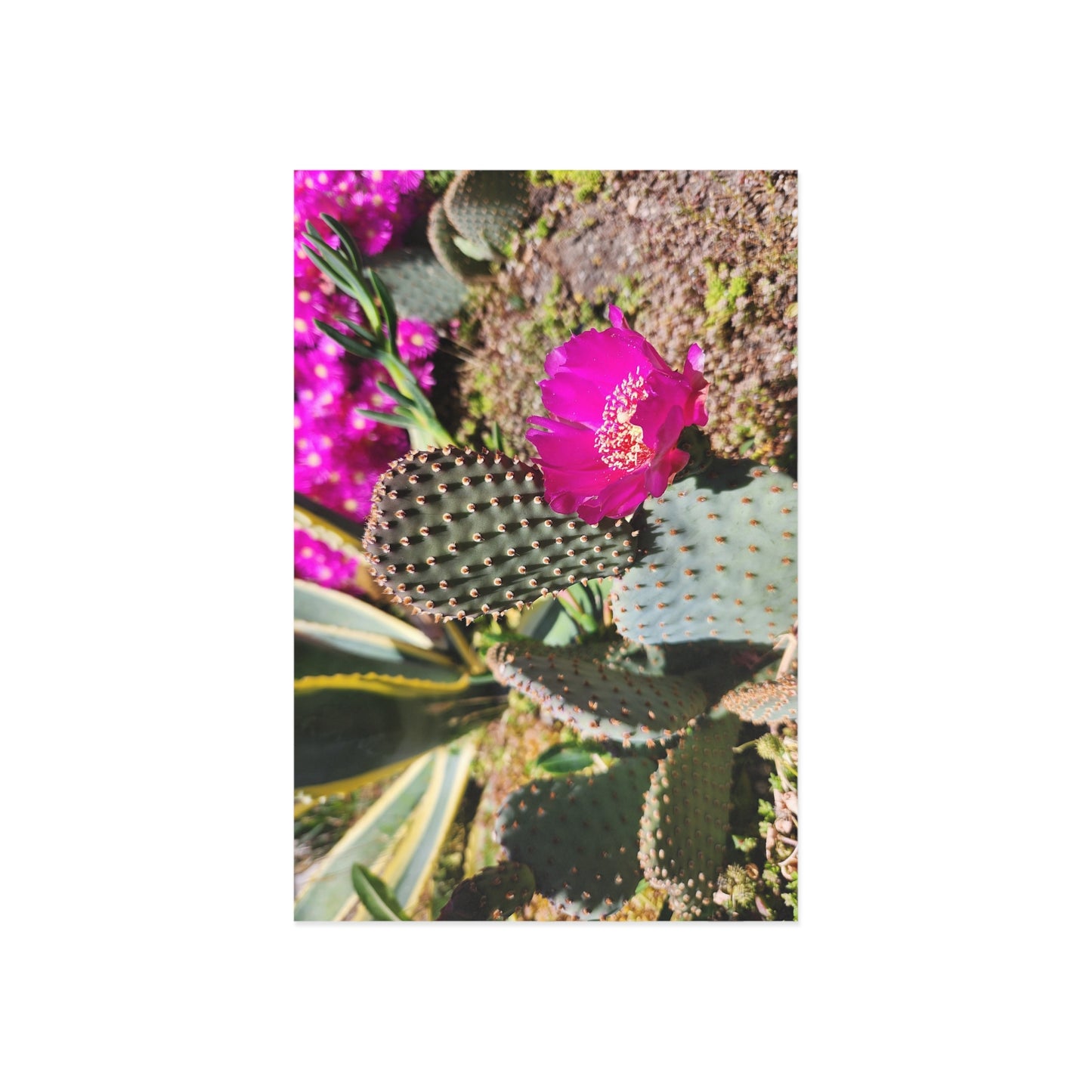 Fine Art Postcards